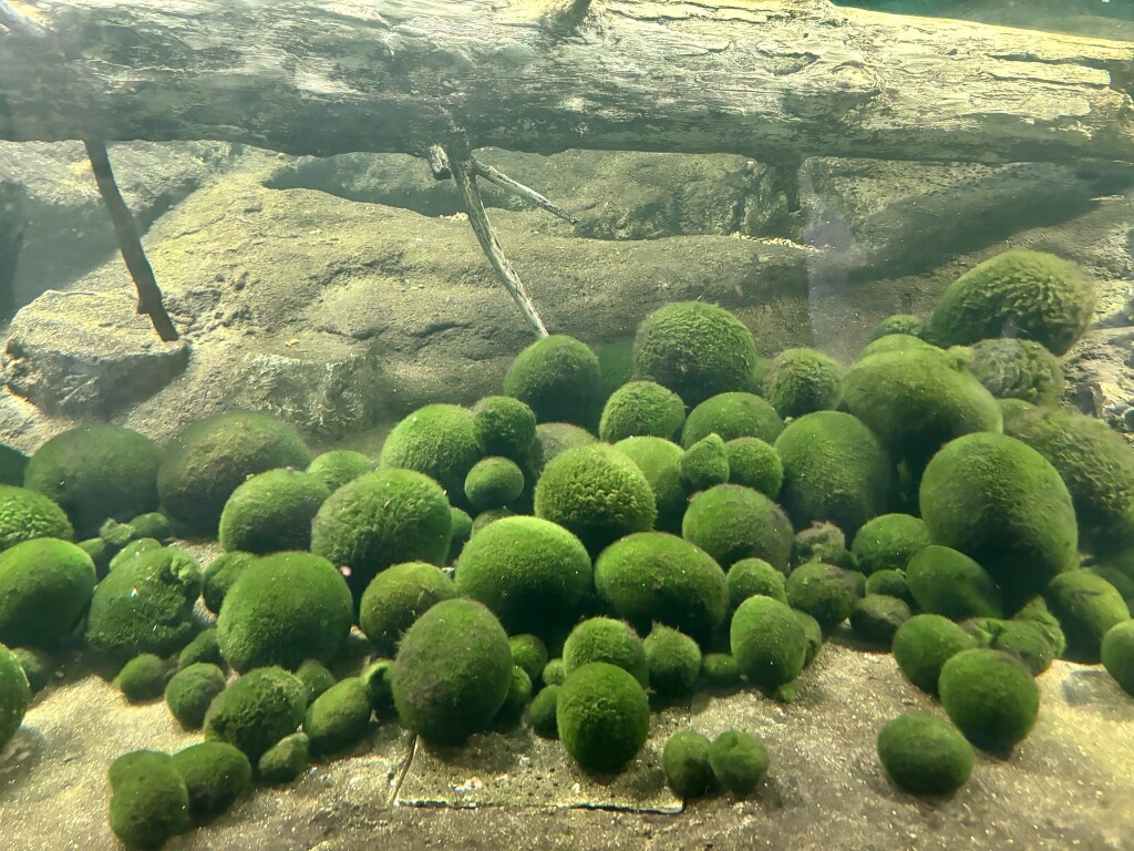 Marimo