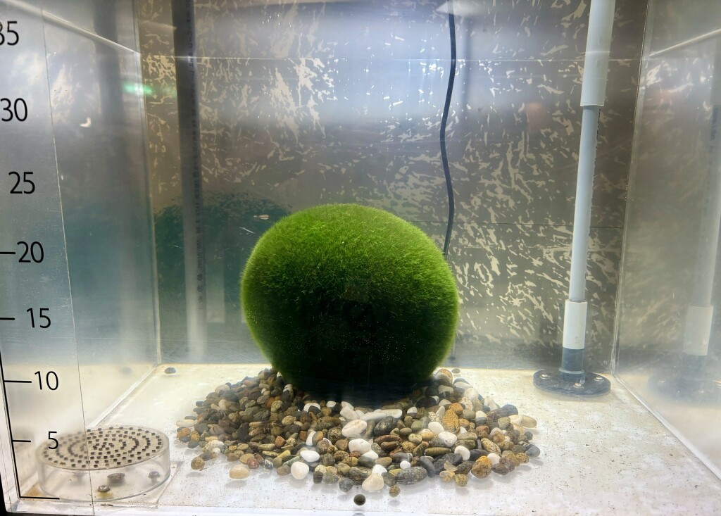 Marimo 2