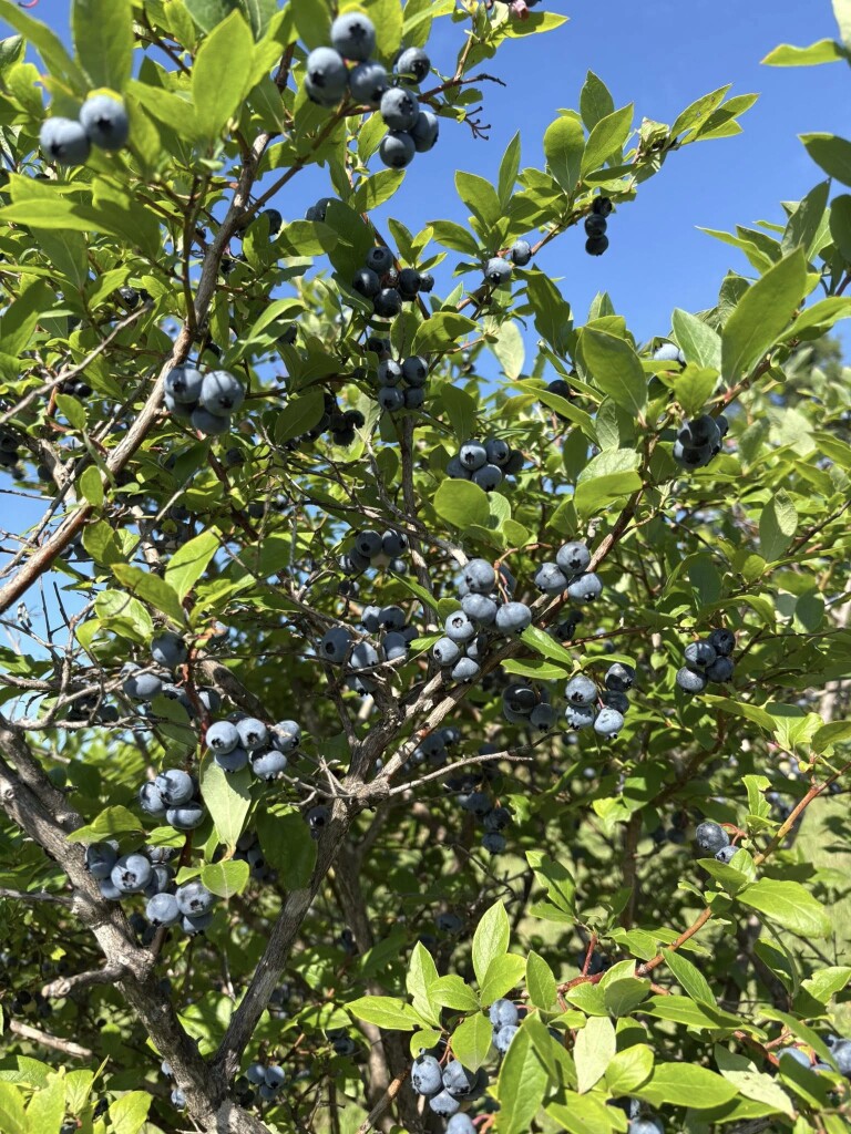 532484812_1270626228197868_4419408586059826536_n