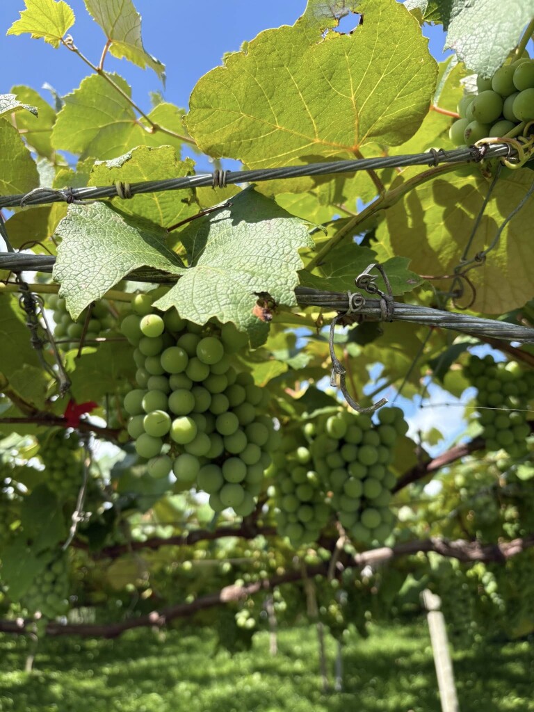 532487447_1270626218197869_5947706748177828378_n