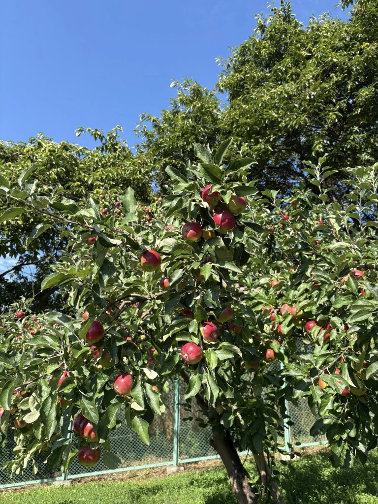 534597076_1270626198197871_3721979890156645988_n