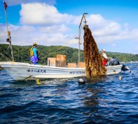 A trip in search for Kombu kelp, in southern Hokkaido