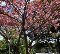 Double-flowered cherry tree are beautifully blooming.