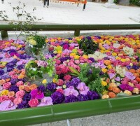 HANATEMIZU HANATEMIZU