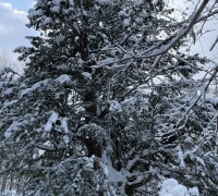 1,500-year-old Japanese yew tree in Hokkaido