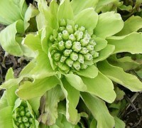 Hokkaido’s spring flower season has come back! Hokkaido’s spring flower season has come back!