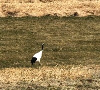 Shibecha Historical Museum Shibecha Historical Museum
